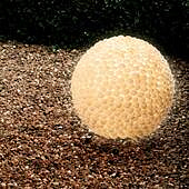 https://vokruglamp.ru/upload/iblock/400/nastolnaya_lampa_globo_bali_25835_1.jpeg
