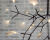 https://vokruglamp.ru/upload/iblock/818/cgn6dqpthu1ri6e639lt8f6n07m516rt/podvesnaya_svetodiodnaya_lyustra_imperium_loft_mi_heracleum_189823_22_1.jpeg https://vokruglamp.ru/upload/iblock/818/cgn6dqpthu1ri6e639lt8f6n07m516rt/podvesnaya_svetodiodnaya_lyustra_imperium_loft_mi_heracleum_189823_22_1.jpeg